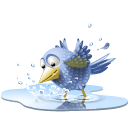 bird,pool,tweet,twitter,water