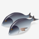 Fish,Dorada