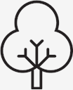 tree,decidious