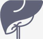 Liver