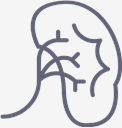 Kidney