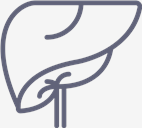 Liver