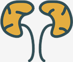 Kidneys