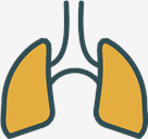 Lungs