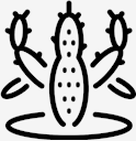 plant,cactus