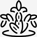 plant,cactus