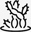 plant,cactus