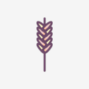 wheat
