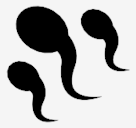 sperm
