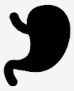 stomach