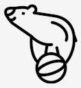 circus,bear