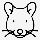 rat
