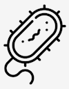 bacteria
