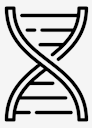 dna,structure