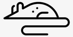 rat