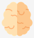 brain