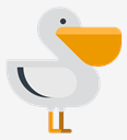 pelican