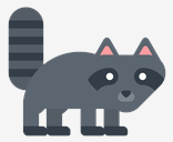 racoon