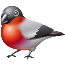 animal,bird,bullfinch,twitter