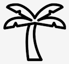 palm,tree