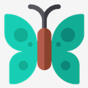 butterfly