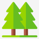 pine