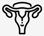 uterus