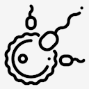fertilization