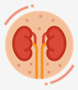 kidney