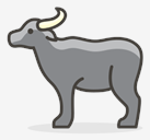 water,buffalo