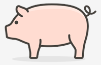 pig