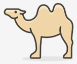 camel