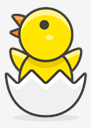 hatching,chick