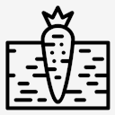 carrot