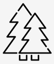spruce