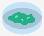 petri,dish