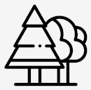pine