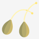 caper