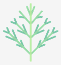 dill