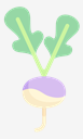 radish