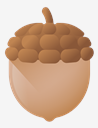 acorn