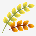 leaves