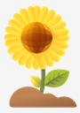 sunflower