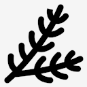 spruce
