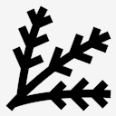 spruce
