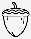acorn