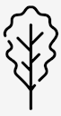 oak,leaf