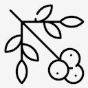 berries