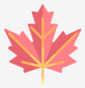 maple,leaf