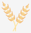 wheat